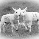 Lambs at play