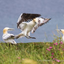 Gannet coming in to land