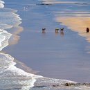 Cocklawburn Beach - Northumberland