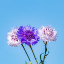 IMG 7770