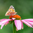 IMG 7905