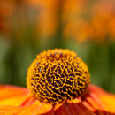 IMG 7962
