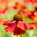 IMG 7984