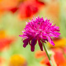IMG 7985