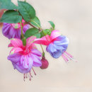 Timeless Fuschias