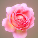 RHS Wisley Rose