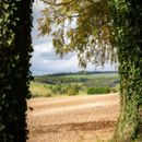 Through the trees
