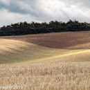 Rolling Wolds