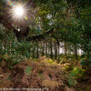 The light shines through