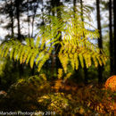 Backlit fern