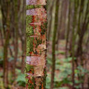 Young silver birch