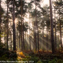 Rays