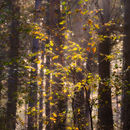 The light shines through