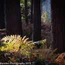 Sunlit fern
