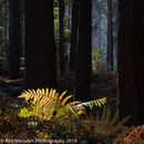 Sunlit fern