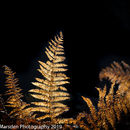 Golden ferns