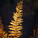 Golden fern