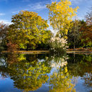 Burnby Hall yellows