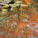 Lily pads & reflection