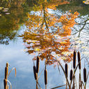 Bull rushes & reflection