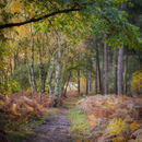 An autumnal walk in the woods