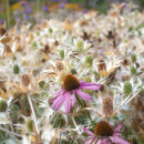 Echinacea border - Greys Court - York