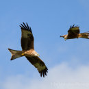 A pair of Red Kites