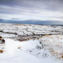 Wintery Rosedale