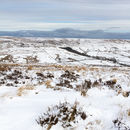 Snowy Rosedale 2