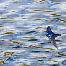 Swallow in flight over the River Ouse