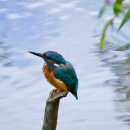 Kingfisher on post at the side of the river