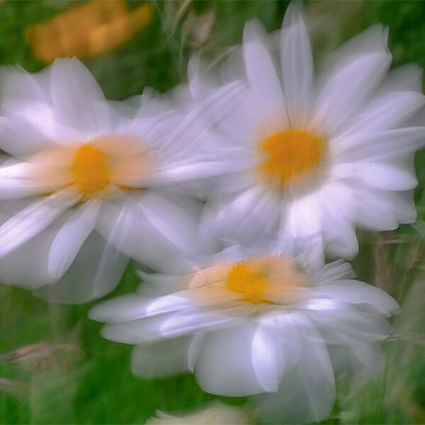 Dancing Daisies
