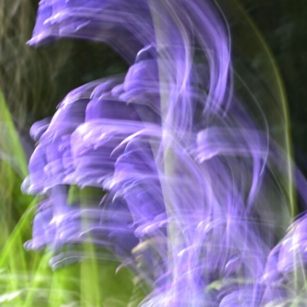 ICM Bluebells 2