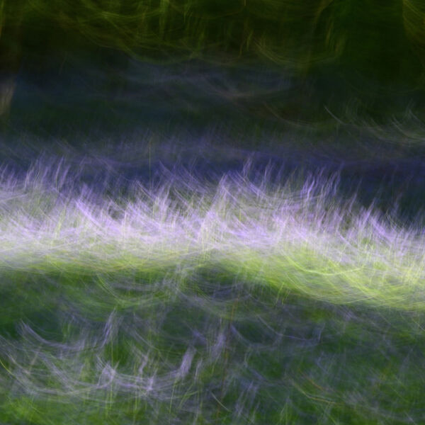 ICM Bluebells
