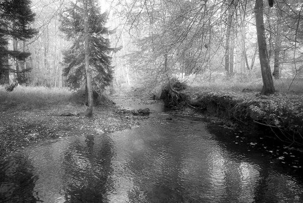 Forest Stream