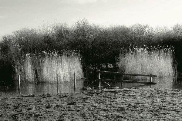 In the Reeds Infrared