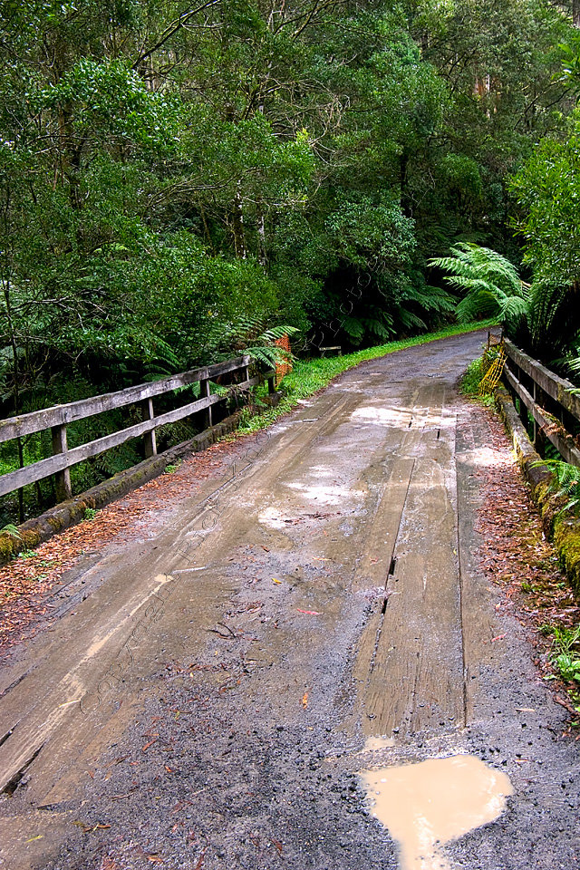 Rainforest Road, Otway National Park