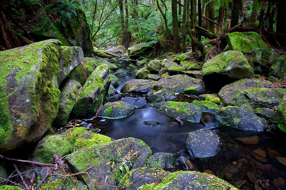Moss On The Rocks