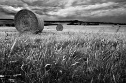 Hay Bales In The Paddock