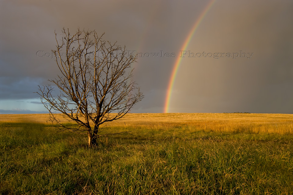 Tree and Rainbow, Balliang East