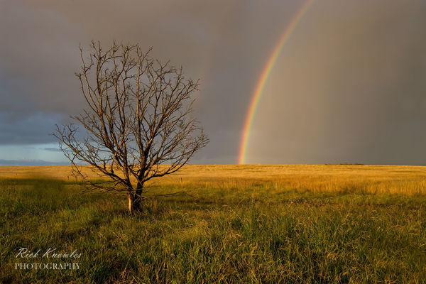 Tree and Rainbow, Balliang East