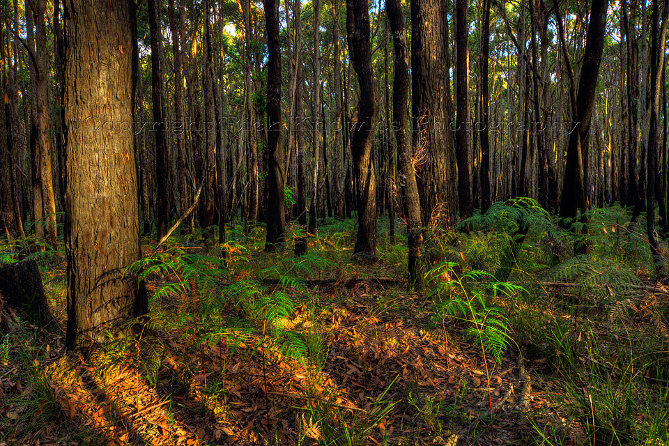 Wombat Forest