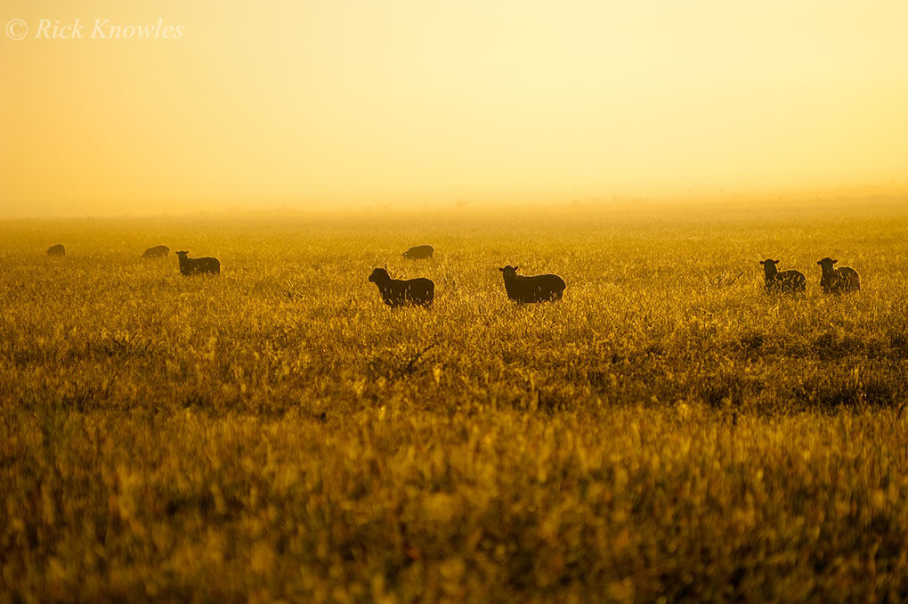 Golden Dawn