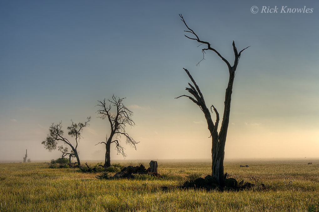 Trees