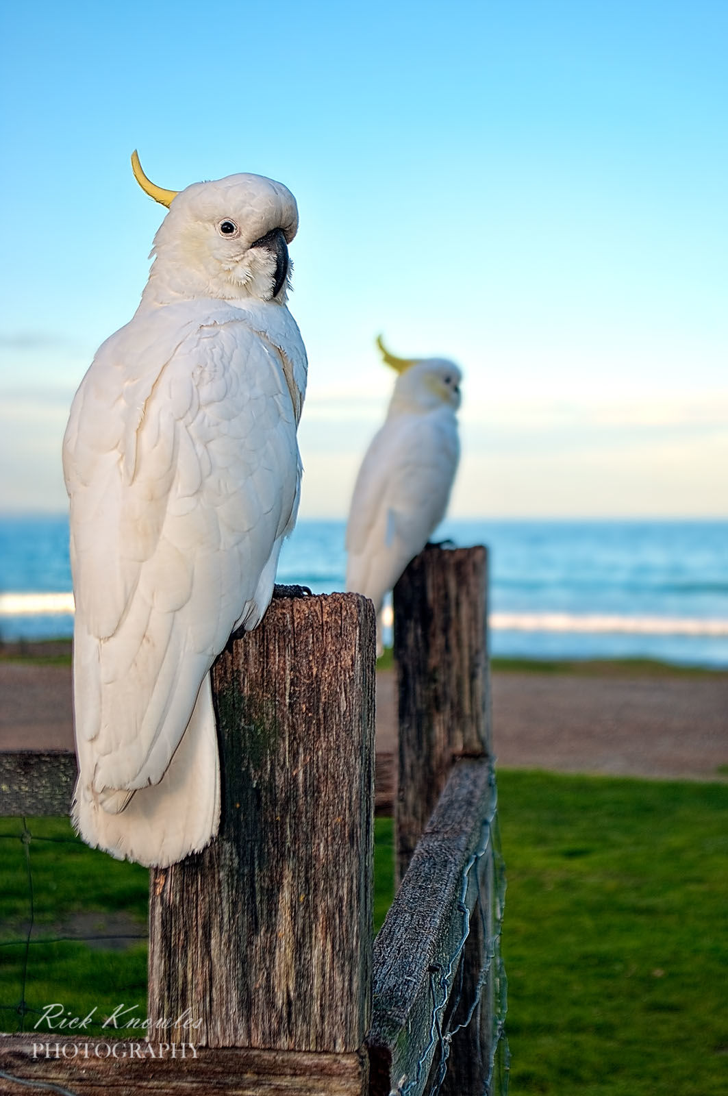 Cockatoos On The Fence