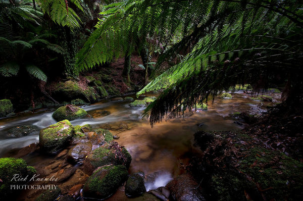 Rainforest, Tasmania