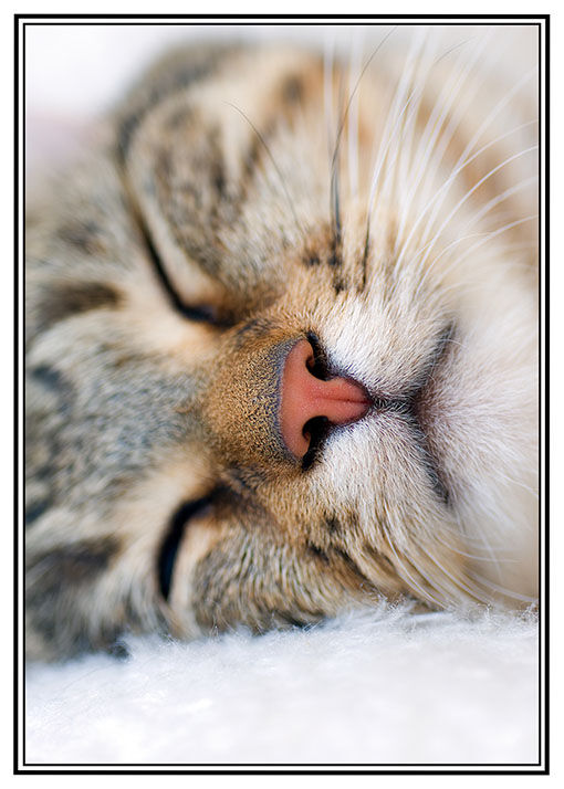 Nose
