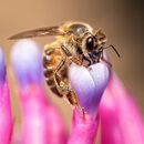 A Bee