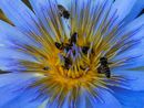 A Bee Feast-P-Laubscher van der Merwe-Alta-4STAR