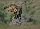 Aerial Battle